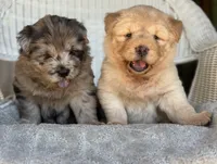 Waffles, a female Chow Chow and Poodle - Standard  for sale in Ruskin, FL – 3 of 10