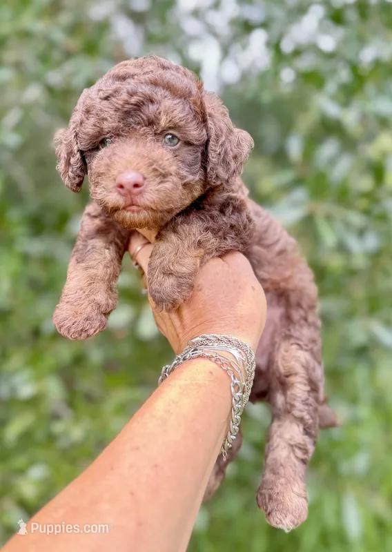 Teddy the Chowdoodle – Chow Chow puppy for sale in Tampa, FL