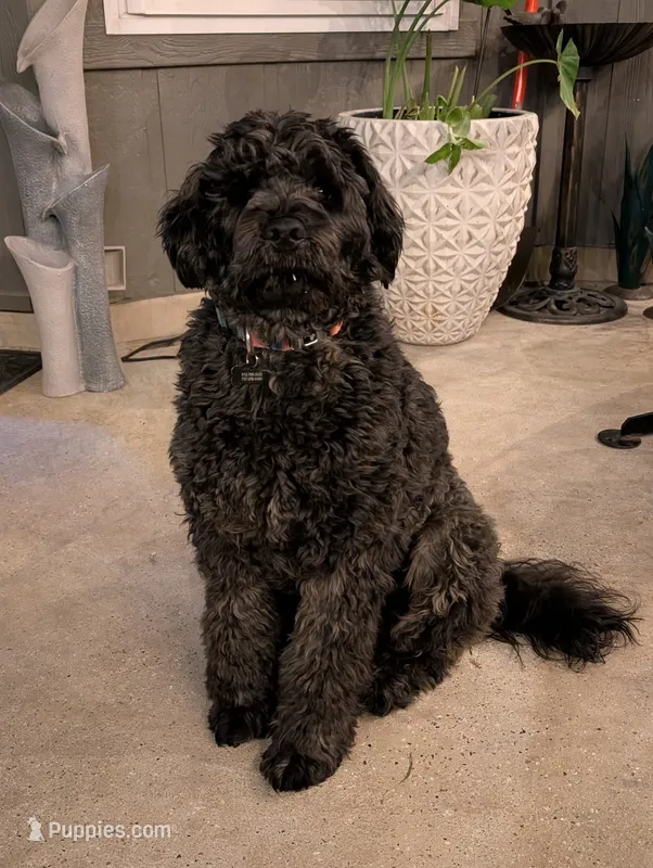 F1 Chowdoodle  – Chow Chow, Poodle - Standard  puppy for sale in Ruskin, FL