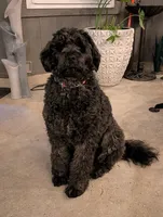 F1 Chowdoodle , a male Chow Chow and Poodle - Standard  for sale in Ruskin, FL – 1 of 3