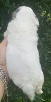 Morkiepoo Blue Merle parti, a female Poodle - Toy  and Morkie for sale in Tampa, FL – 3 of 6
