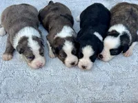 Shania, a female Miniature Aussiedoodle for sale in Ruskin, FL – 6 of 6