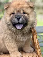 Xuan , a male Chow Chow for sale in Ruskin, FL – 2 of 8