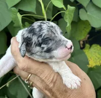Sapphire. “ regular size” Blue Merle, a female Cockapoo for sale in Tampa, FL – 2 of 10