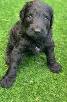 Medium size. Parents health tested., a male Bernedoodle for sale in Tampa, FL – 4 of 10