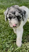 Bluebell., a female Cockapoo for sale in Ruskin, FL – 3 of 10