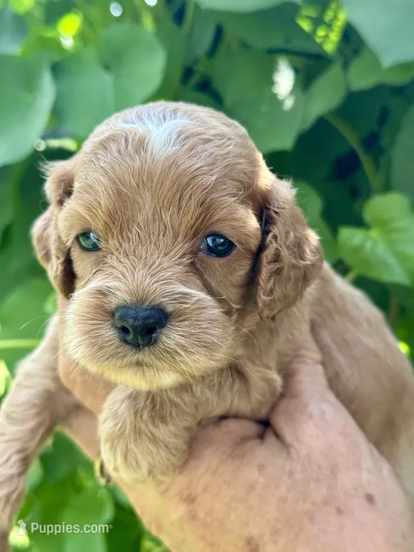 Pink F1 – Cockapoo puppy for sale in Tampa, FL