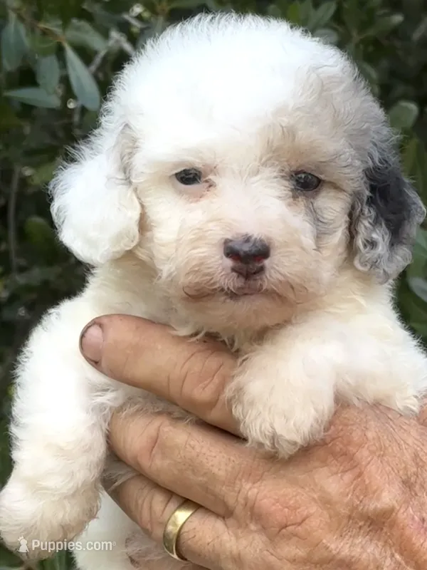 Morkiepoo Blue Merle parti one blue eye – Poodle - Toy , Morkie puppy for sale in Tampa, FL