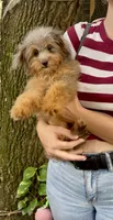 Nova F1 , a female Miniature Aussiedoodle for sale in Sun City Center, FL – 2 of 4