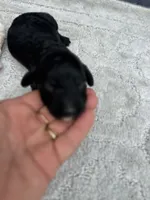 Smokey  “regular size”, a male Cockapoo for sale in Tampa, FL – 6 of 8