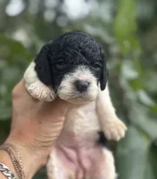 Carol, a female Cockapoo for sale in Ruskin, FL – 2 of 6