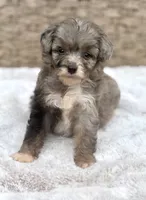 Misty, a female Miniature Aussiedoodle for sale in Tampa, FL – 2 of 5
