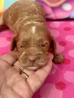 Dolly, a female Cockapoo for sale in Ruskin, FL – 4 of 4