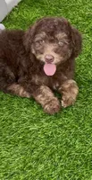 Teddy the Chowdoodle, a male Chow Chow and Poodle - Toy  for sale in Tampa, FL – 5 of 10