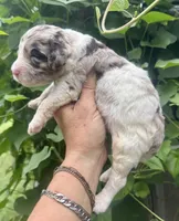 Truffle. “ regular size” chocolate Merle, a male Cockapoo for sale in Sun City Center, FL – 4 of 10