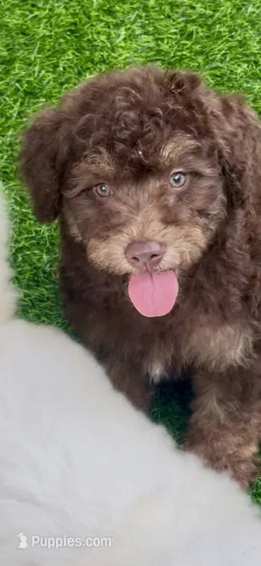 Teddy the Chowdoodle – Chow Chow puppy for sale in Tampa, FL