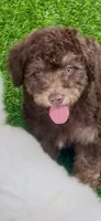 Teddy the Chowdoodle, a male Chow Chow and Poodle - Toy  for sale in Tampa, FL – 2 of 10