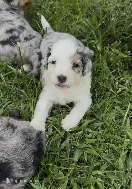 Diamond F1b – Miniature Aussiedoodle puppy for sale in Tampa, FL