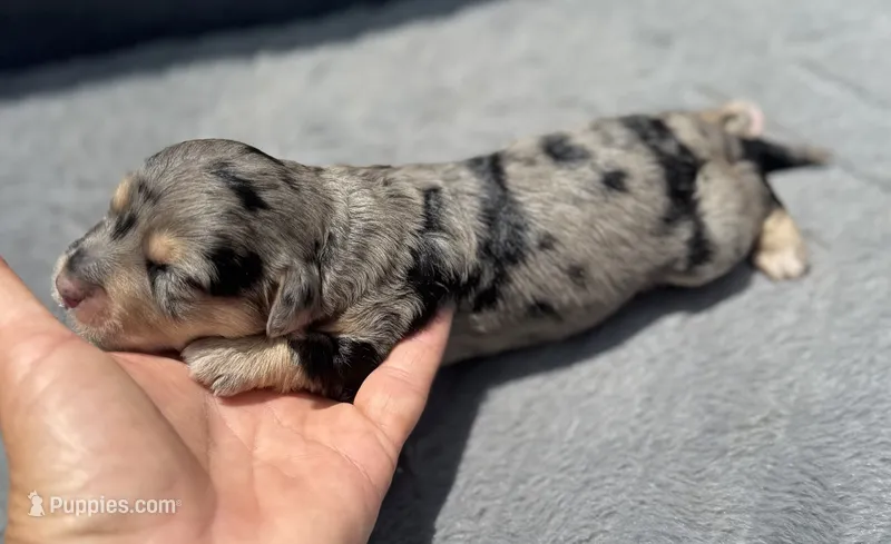 Ruby F1b – Miniature Aussiedoodle puppy for sale in Tampa, FL
