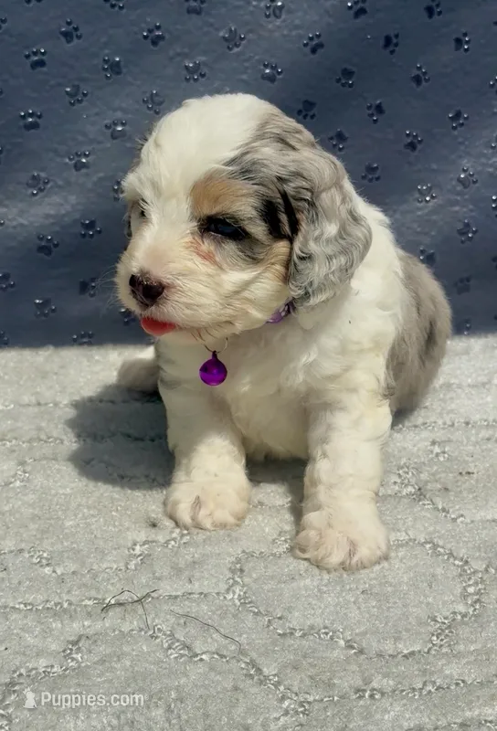 Diamond F1b – Miniature Aussiedoodle puppy for sale in Tampa, FL