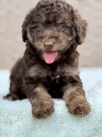 Teddy the Chowdoodle, a male Chow Chow and Poodle - Toy  for sale in Tampa, FL – 10 of 10