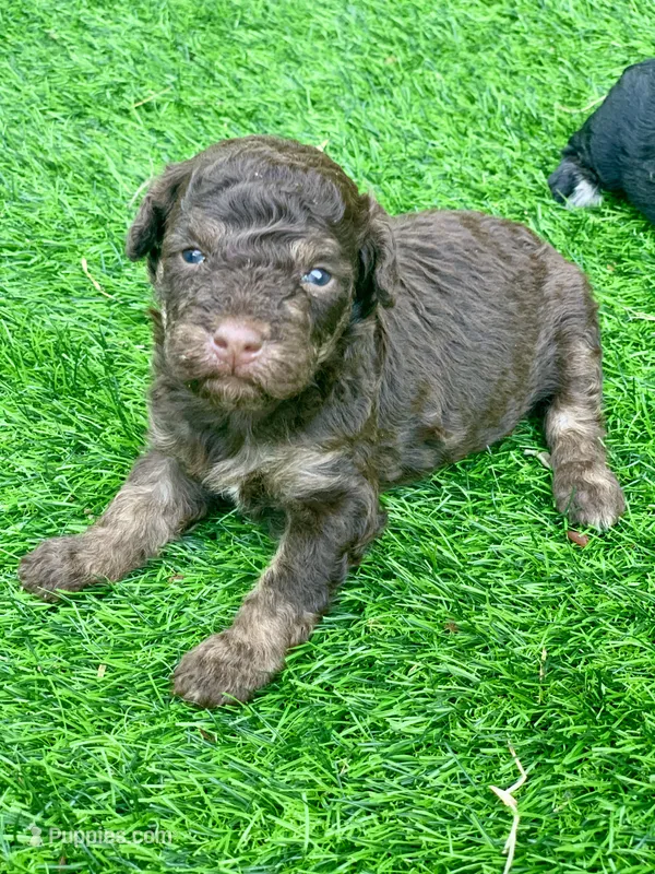 Teddy the Chowdoodle – Chow Chow puppy for sale in Tampa, FL