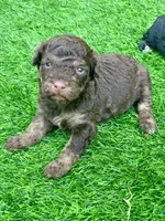 Teddy the Chowdoodle, a male Chow Chow for sale in Tampa, FL – 3 of 3