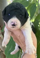Medium size, a male Bernedoodle for sale in Tampa, FL – 1 of 2