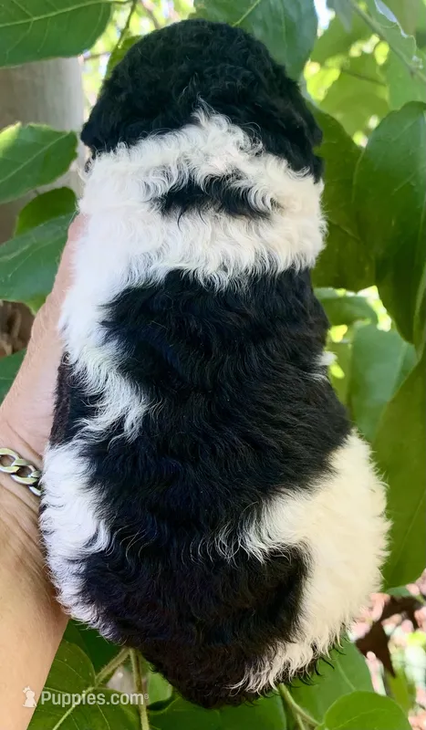 Medium size – Bernedoodle puppy for sale in Tampa, FL