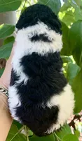 Medium size, a male Bernedoodle for sale in Tampa, FL – 2 of 2