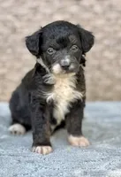 Bear, a male Miniature Aussiedoodle for sale in Tampa, FL – 5 of 10