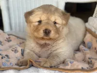 Pumpkin , a female Chow Chow and Poodle - Standard  for sale in Ruskin, FL – 9 of 10