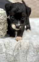 Bear, a male Miniature Aussiedoodle for sale in Tampa, FL – 8 of 10