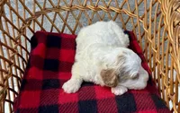 Milo, a male Cockapoo for sale in Ruskin, FL – 8 of 8