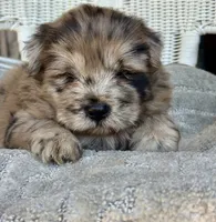 Waffles, a female Chow Chow and Poodle - Standard  for sale in Ruskin, FL – 4 of 10