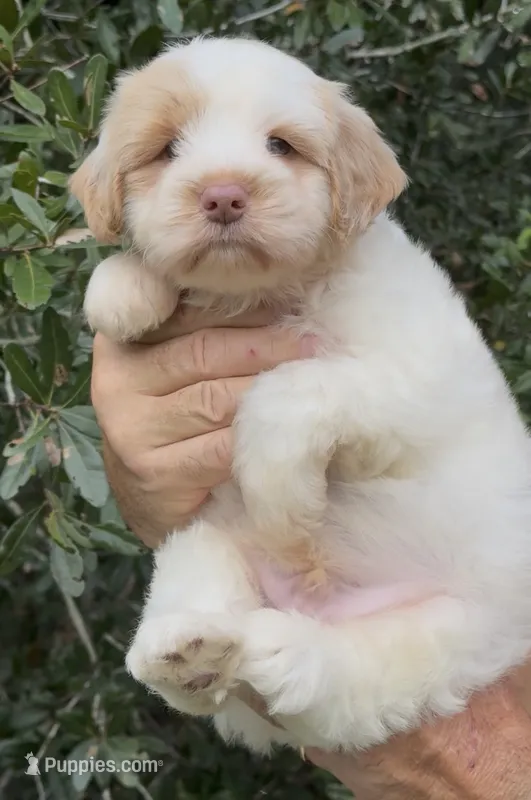 Firsta, mini Chowdoodle ( from DoDo parents) – Chow Chow, Poodle - Miniature  puppy for sale in Tampa, FL