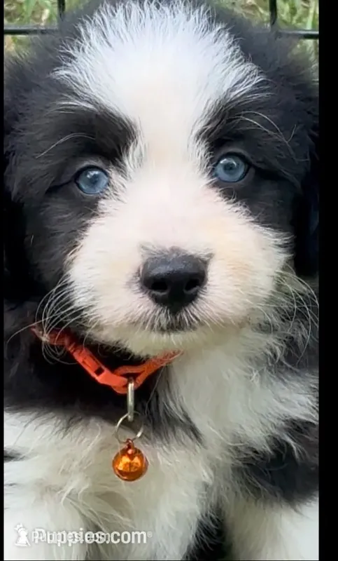 Tania Blue eyes – Miniature Aussiedoodle puppy for sale in Ruskin, FL