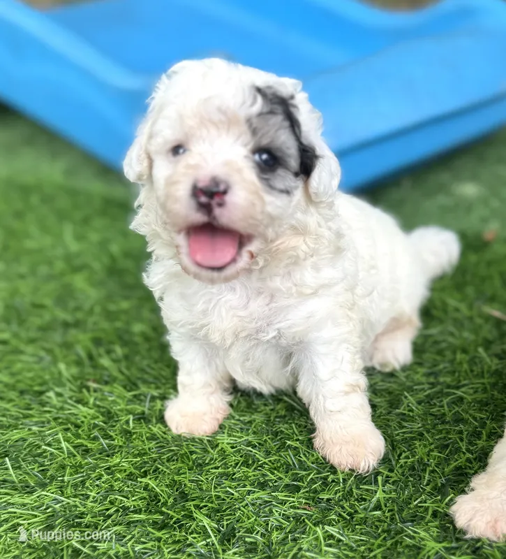 Morkiepoo Sable parti – Poodle - Toy , Morkie puppy for sale in Tampa, FL