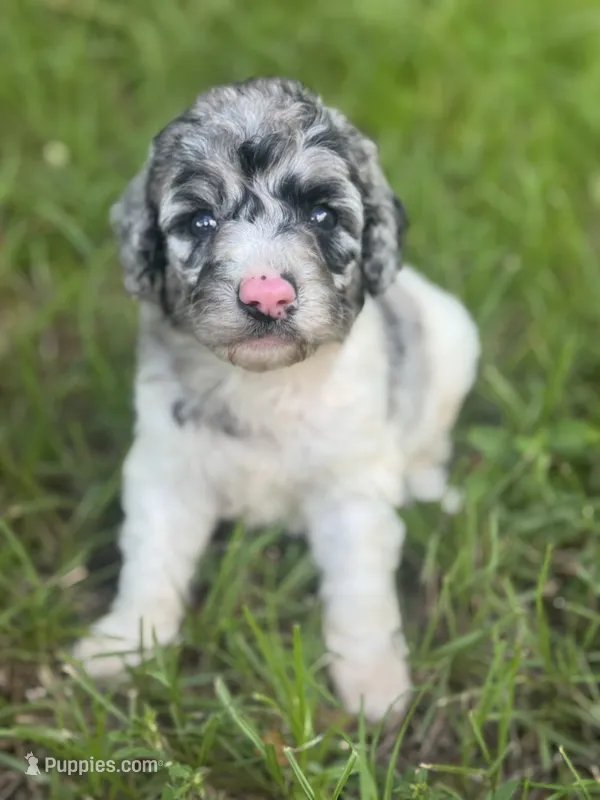 Bluebell. “Regular size” Blue Merle – Cockapoo puppy for sale in Sun City Center, FL