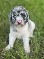 Bluebell. “Regular size” Blue Merle, a female Cockapoo for sale in Ruskin, FL – 2 of 10