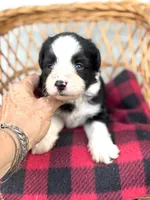 Tania Blue eyes, a female Miniature Aussiedoodle for sale in Ruskin, FL – 2 of 10