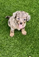 Nova, a female Miniature Aussiedoodle for sale in Tampa, FL – 1 of 10