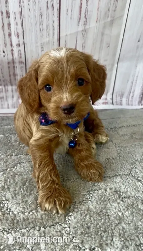 Blue  – Cockapoo puppy for sale in Ruskin, FL