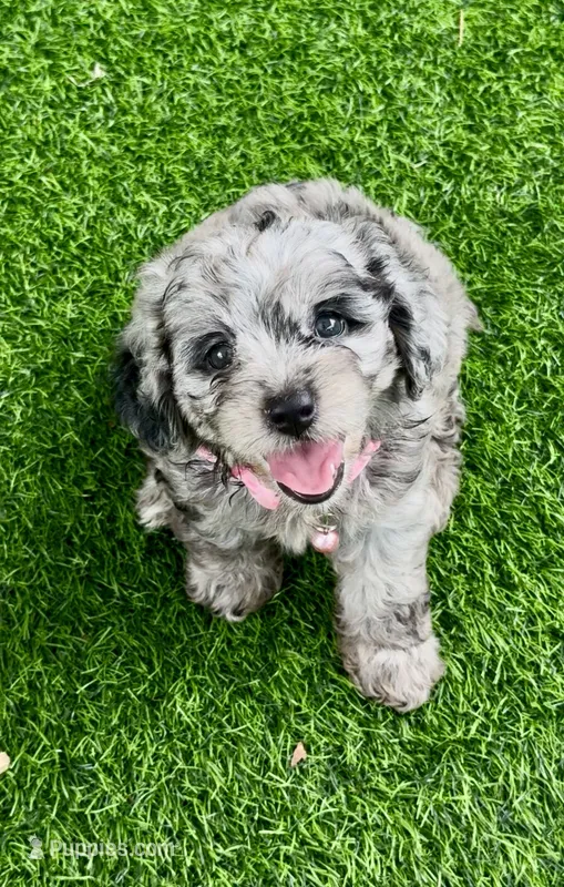 Topaz F1b  – Miniature Aussiedoodle puppy for sale in Sun City Center, FL