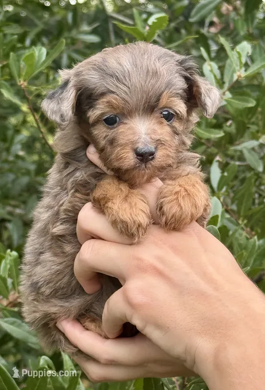 Nova – Miniature Aussiedoodle puppy for sale in Tampa, FL