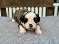 Willie blue eyes, a male Miniature Aussiedoodle for sale in Ruskin, FL – 6 of 10