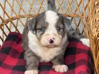 Shania  Blue eyes, a female Miniature Aussiedoodle for sale in Ruskin, FL – 2 of 9