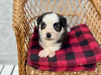Willie blue eyes, a male Miniature Aussiedoodle for sale in Ruskin, FL – 2 of 10