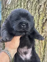 Onyx, a male Chow Chow for sale in Ruskin, FL – 4 of 7