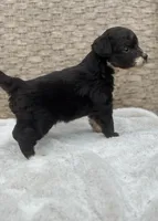 Bear, a male Miniature Aussiedoodle for sale in Tampa, FL – 9 of 10